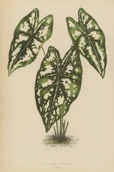 Caladium Argyrites